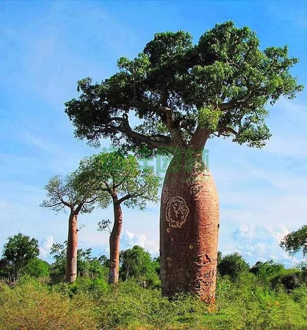 西安仿真植物墻,西安仿真植物景觀(guān)